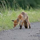 Junger Fuchs auf Futtersuche 2