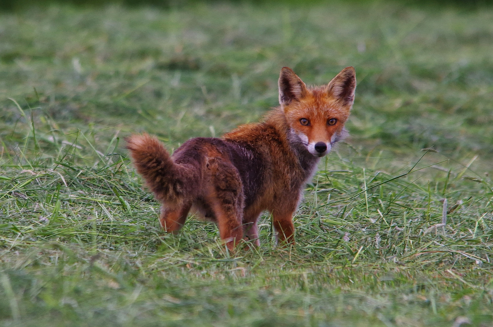 Junger Fuchs auf Futtersuche 4