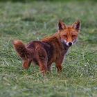 Junger Fuchs auf Futtersuche 4