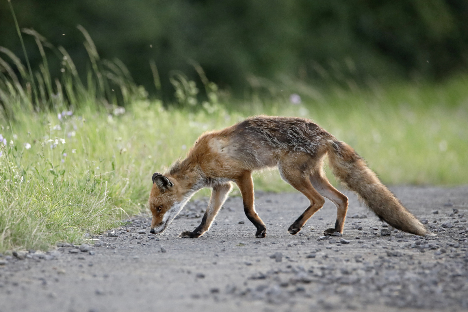 Junger Fuchs auf Futtersuche