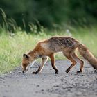 Junger Fuchs auf Futtersuche