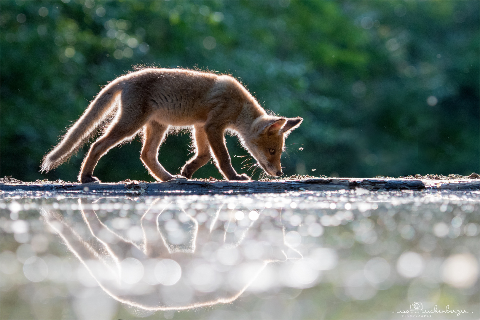 Junger Fuchs auf Futtersuche im abendlichen Gegenlicht