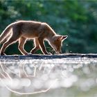 Junger Fuchs auf Futtersuche im abendlichen Gegenlicht