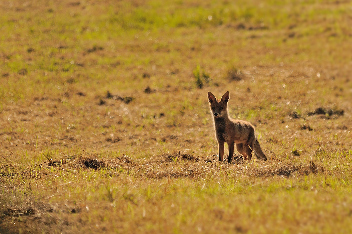 Junger Fuchs auf Mäusejagd