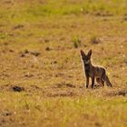 Junger Fuchs auf Mäusejagd