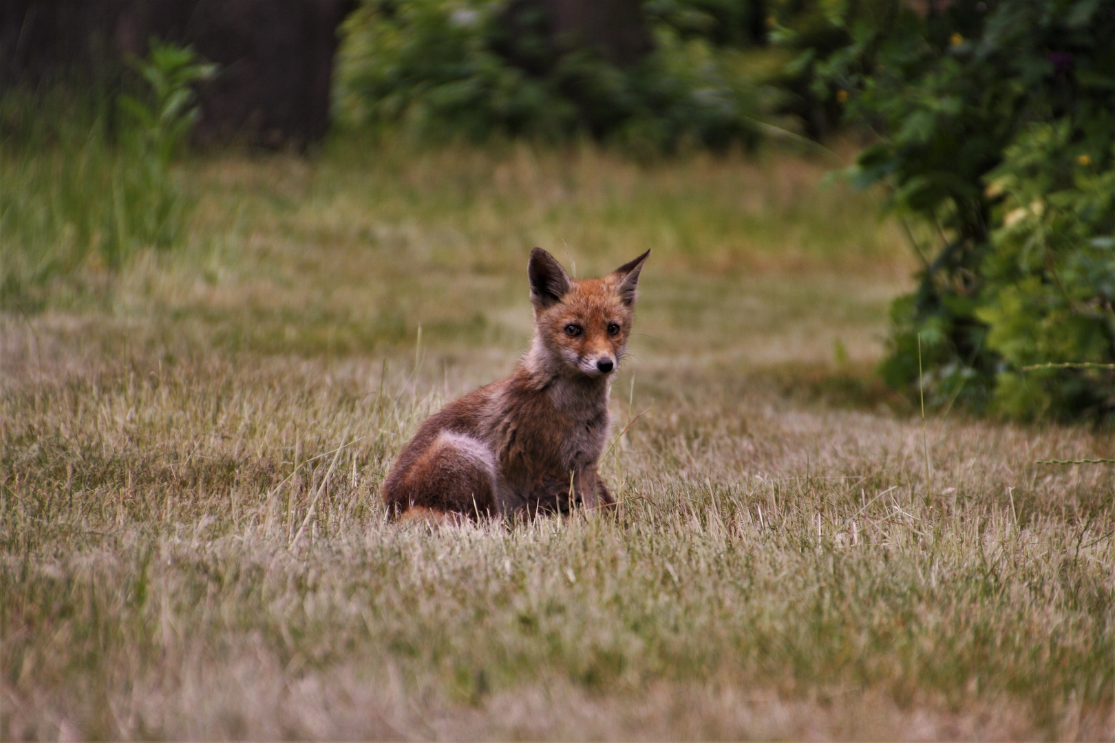 Junger Fuchs