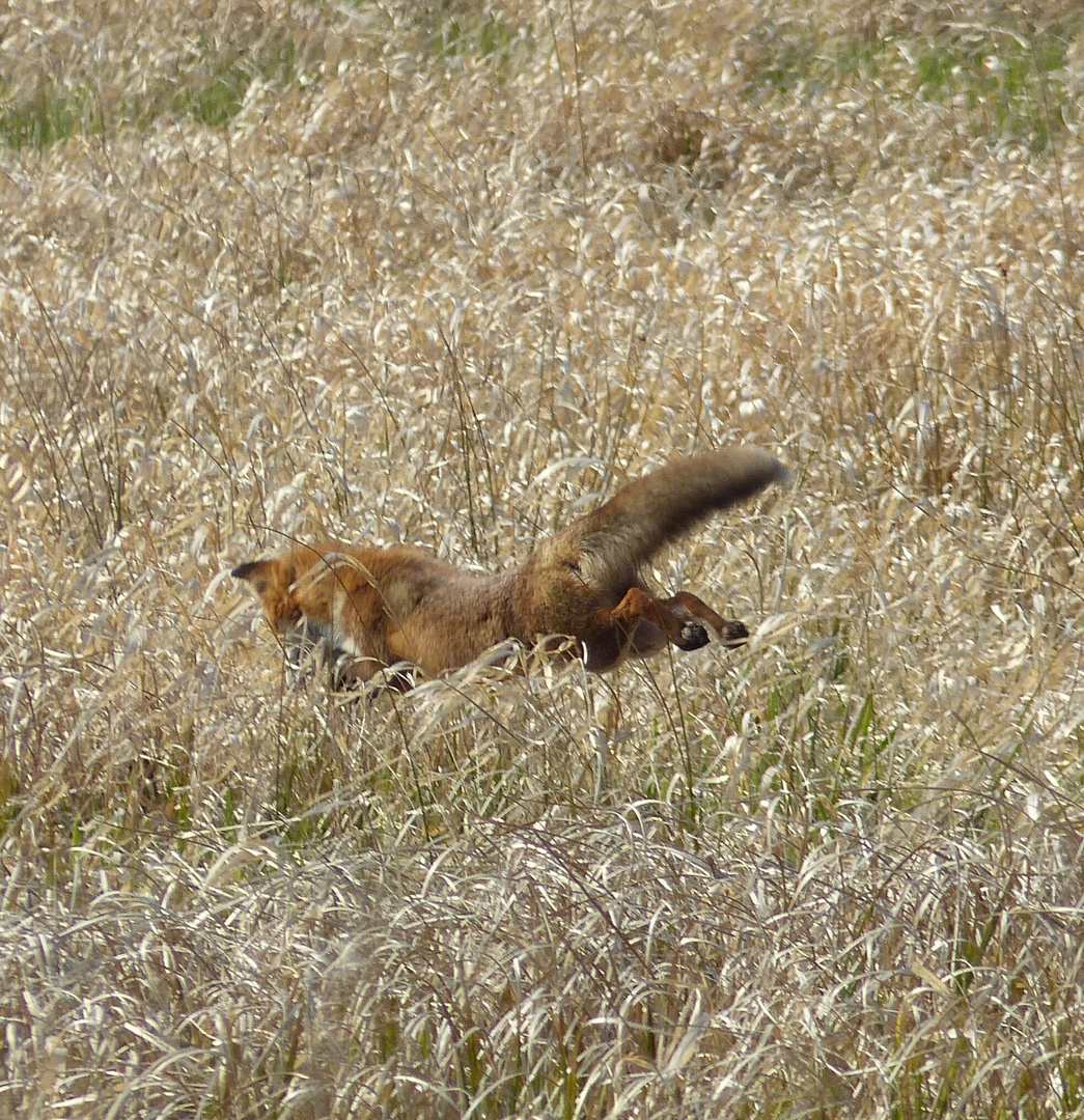 junger Fuchs bei der Jagd