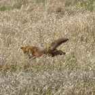 junger Fuchs bei der Jagd