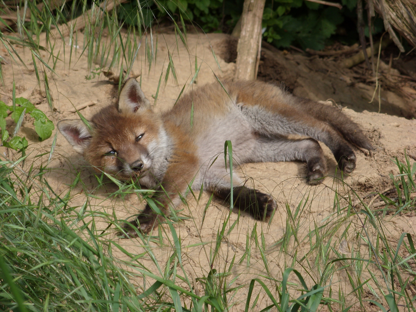 Junger Fuchs beim Chillen