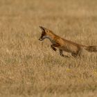 Junger Fuchs beim Mäuseln ;-)