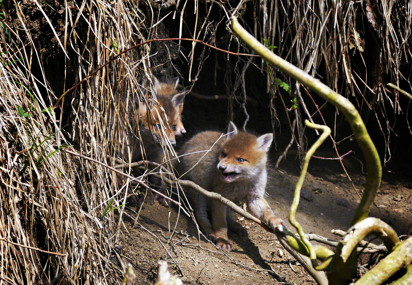 Junger Fuchs