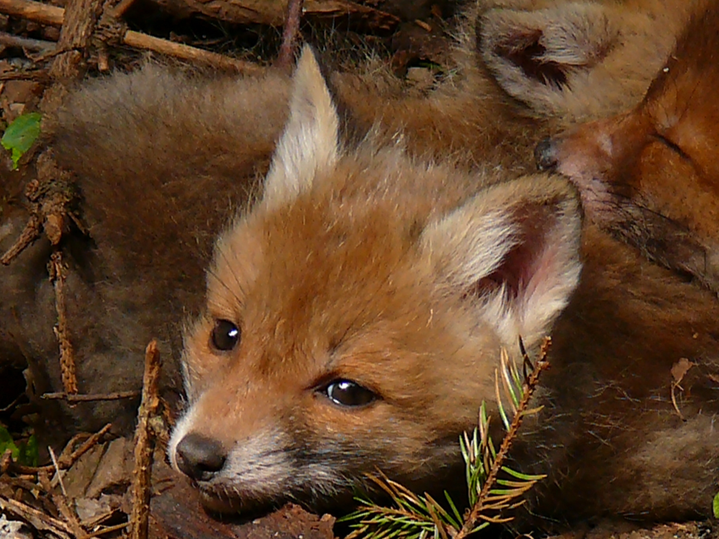 Junger Fuchs - Harz