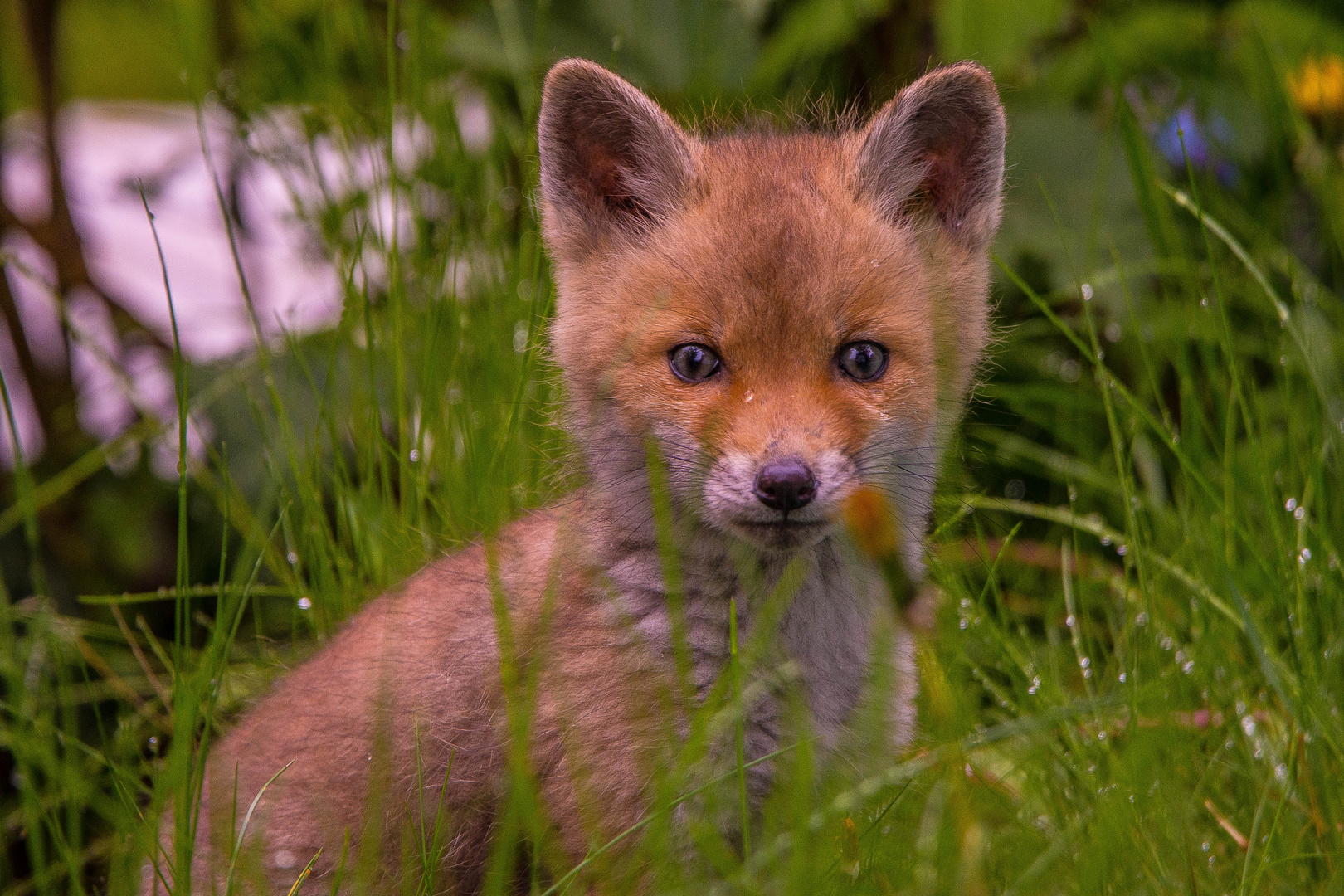 Junger Fuchs im Garten