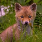 Junger Fuchs im Garten