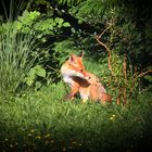 Junger Fuchs im Garten