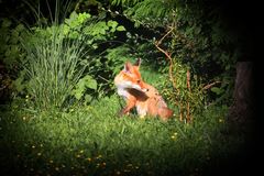 Junger Fuchs im Garten