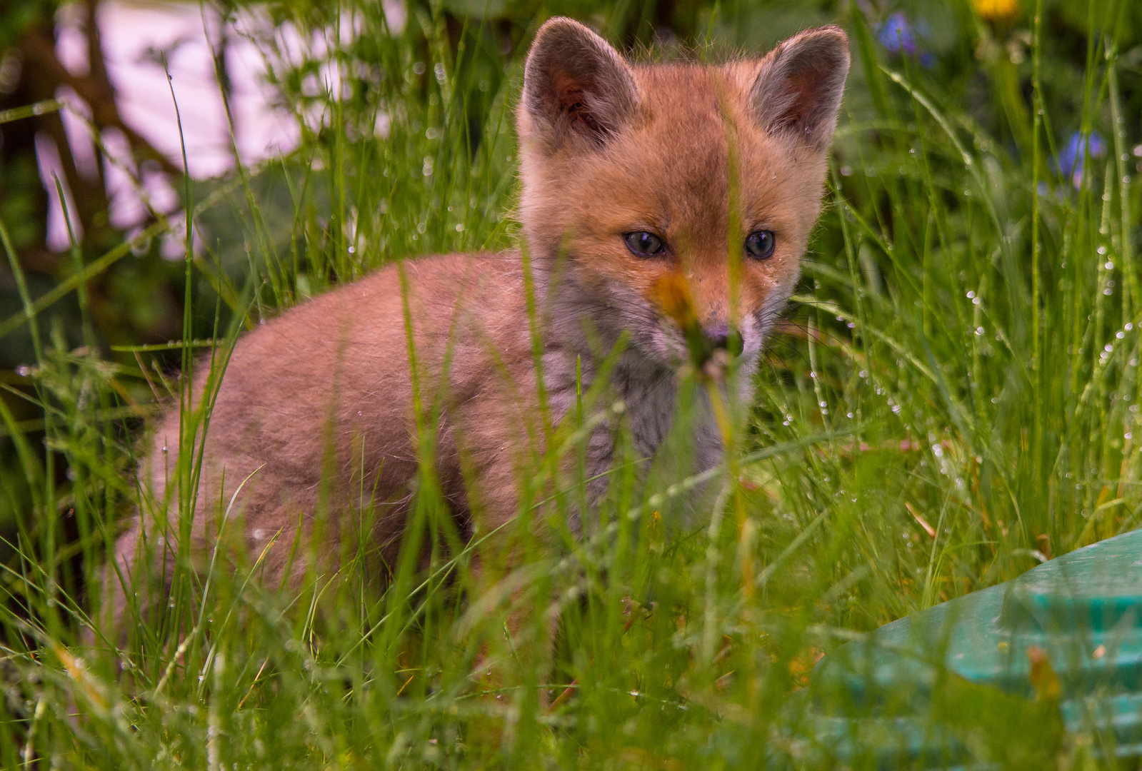 Junger Fuchs im Garten die Zweite