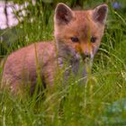 Junger Fuchs im Garten die Zweite