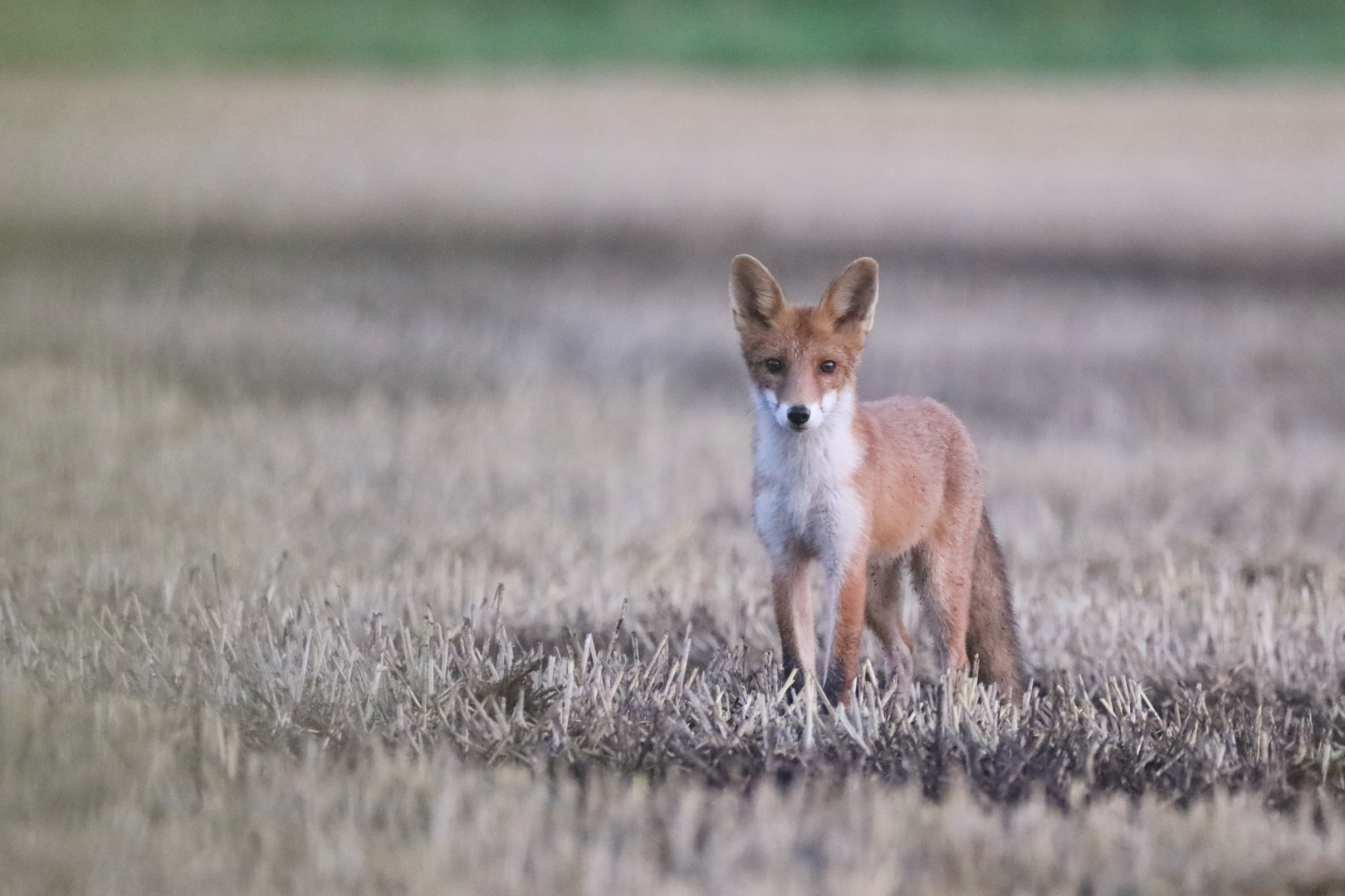 Junger Fuchs im Morgengrauen