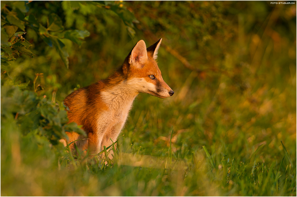 Junger Fuchs in der Abendsonne