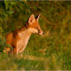 Junger Fuchs in der Abendsonne