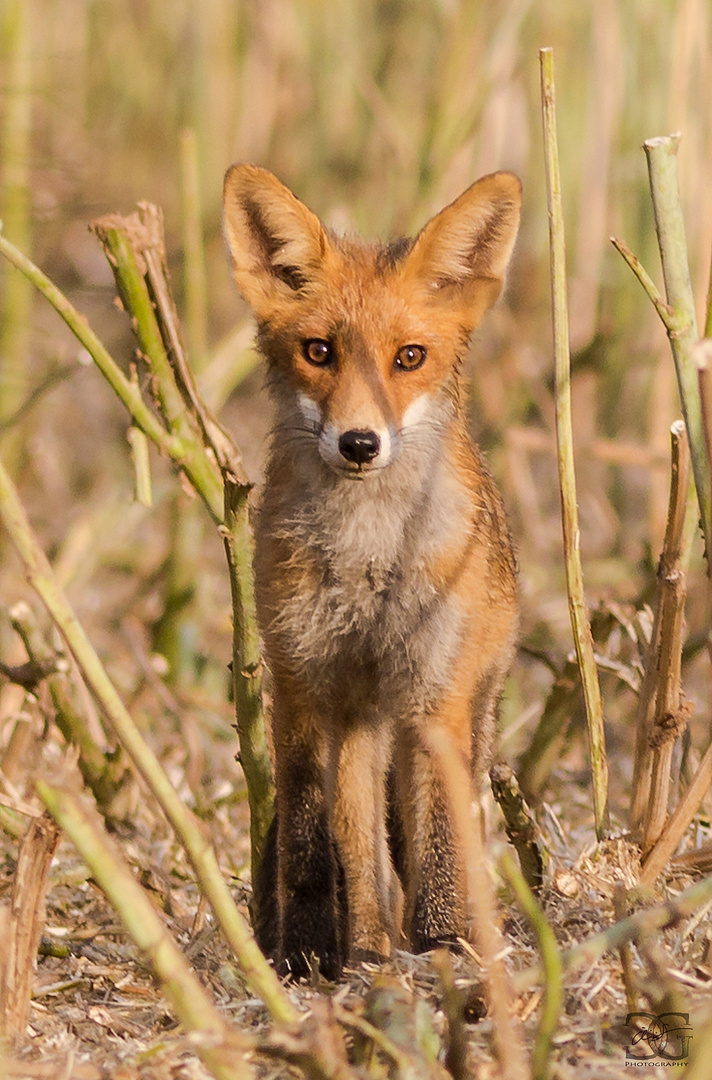 Junger Fuchs in der Morgensonne