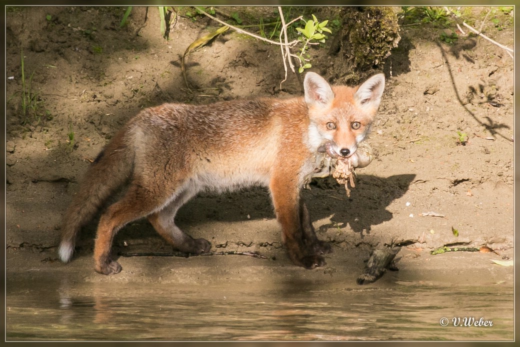 Junger Fuchs mit Beute