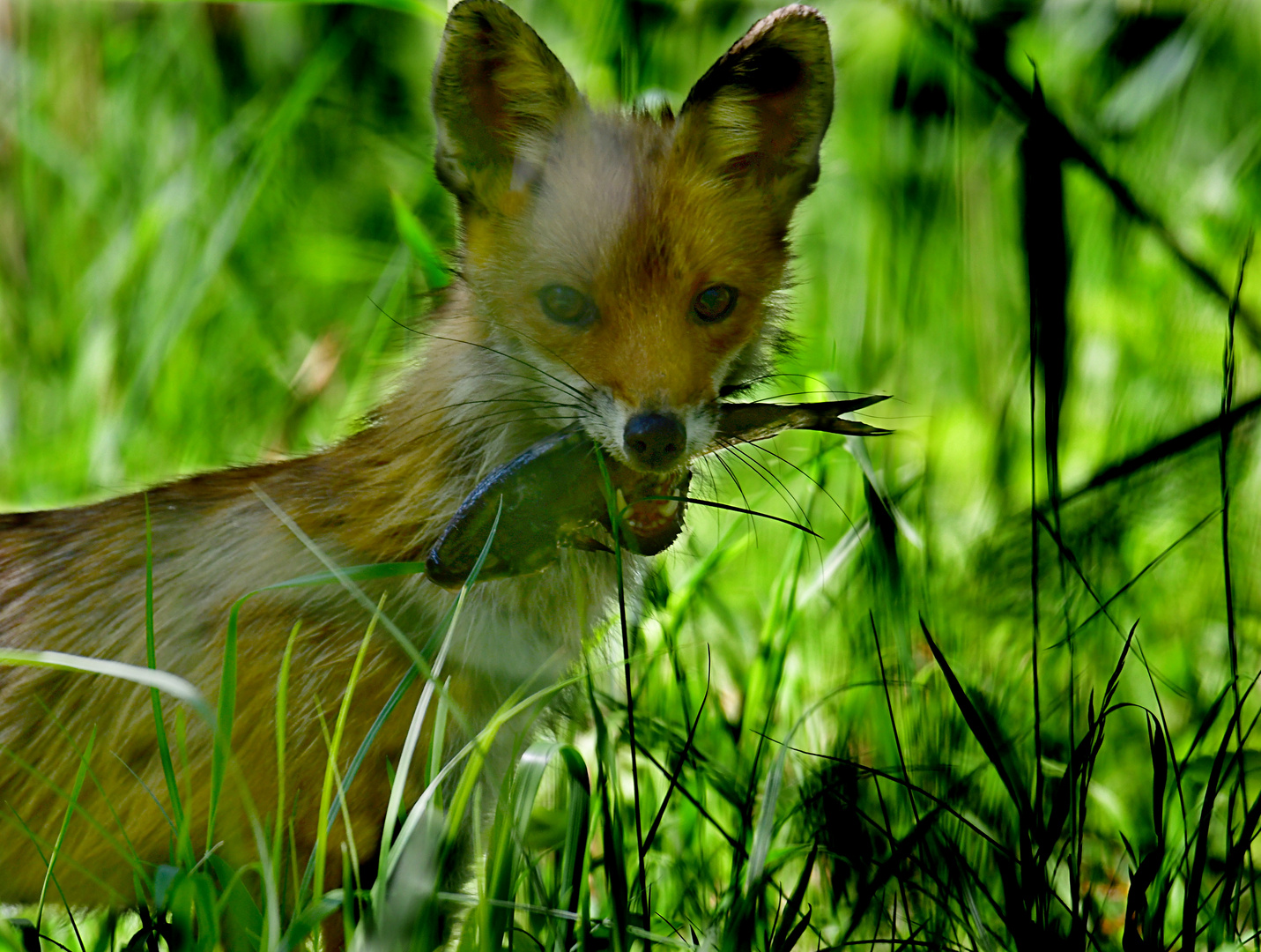 Junger Fuchs mit Fisch