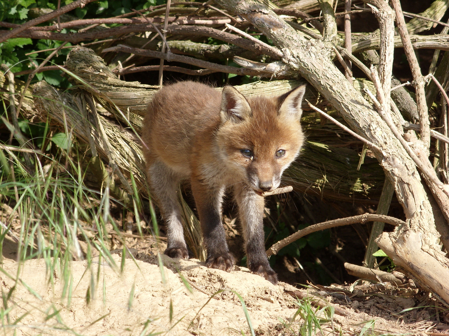 Junger Fuchs mit Stöckchen