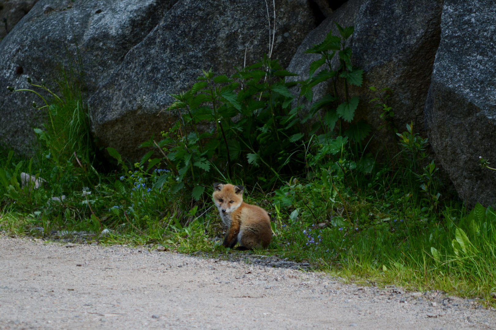 Junger Fuchs müde...