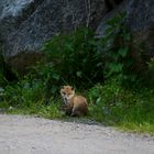 Junger Fuchs müde...