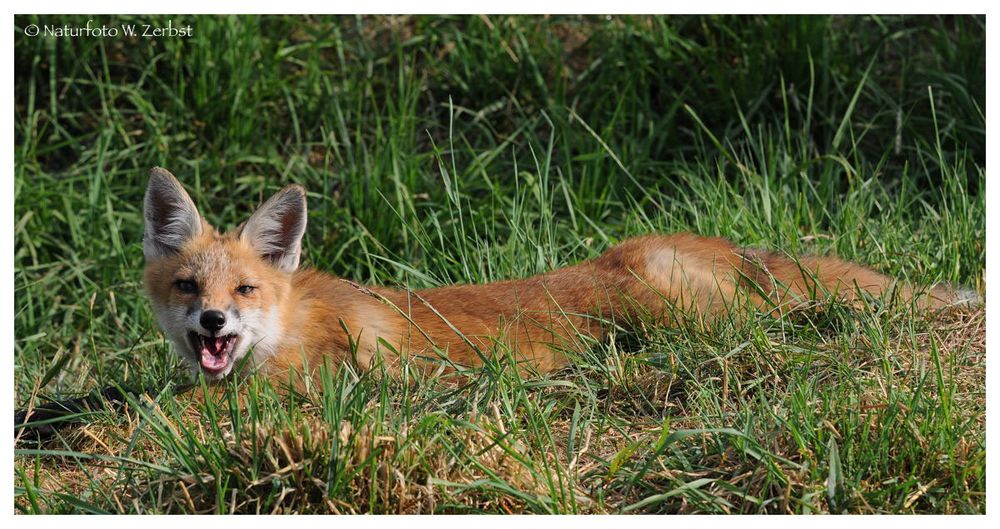 ---- Junger Fuchs Nr. 4 ----- ( Vulpes vulpes )