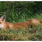 ---- Junger Fuchs Nr. 4 ----- ( Vulpes vulpes )