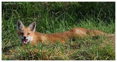 ---- Junger Fuchs Nr. 4 ----- ( Vulpes vulpes )