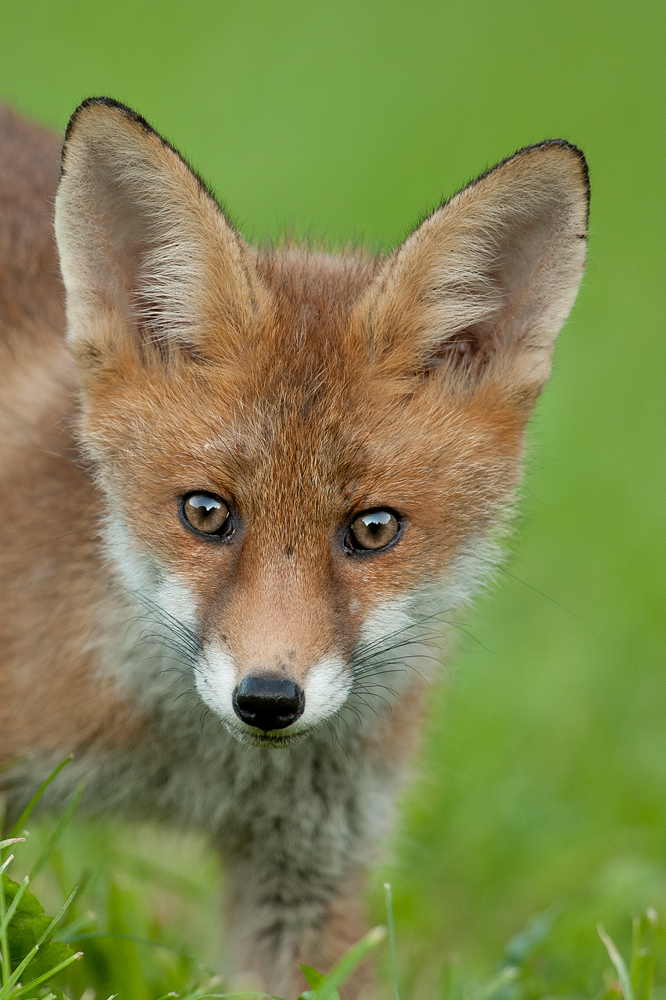 Junger Fuchs (Version mit engerem Schnitt)