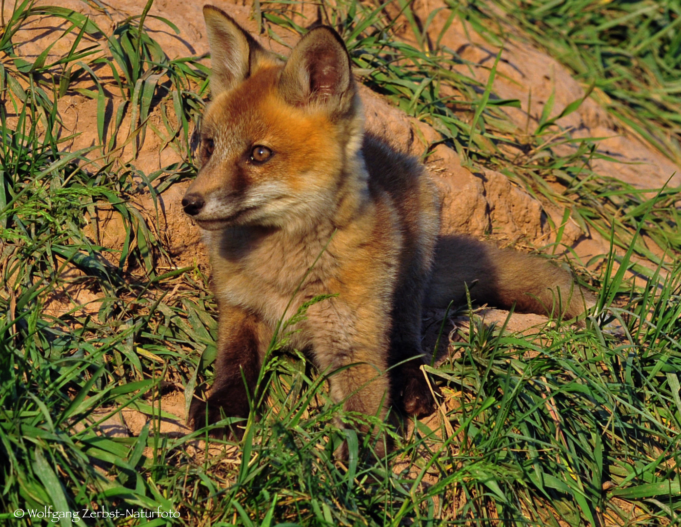 -- Junger Fuchs von 2020. -      ( Vulpes vulpes )