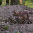 Junger Fuchs vor dem Bau