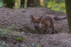 Junger Fuchs vor dem Bau