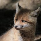 Junger Fuchs vor der Erdhöhle (Fuchsbau)