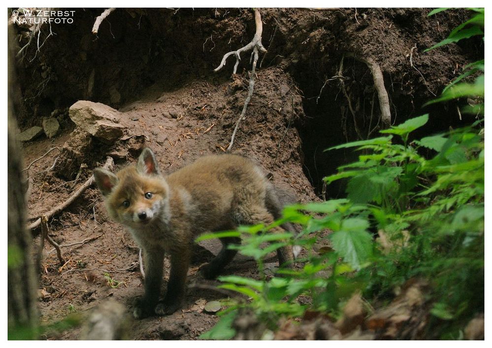 - Junger Fuchs - ( Vulpes vulpes )