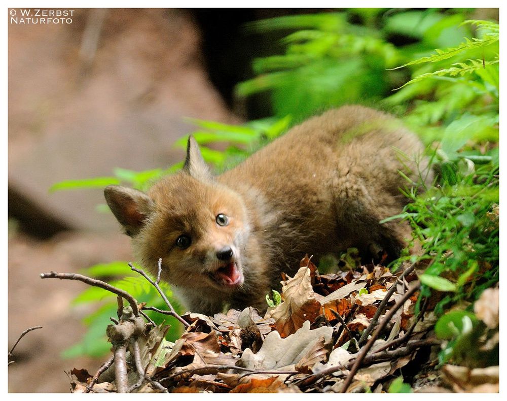 - Junger Fuchs - ( Vulpes vulpes )