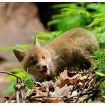 - Junger Fuchs - ( Vulpes vulpes )