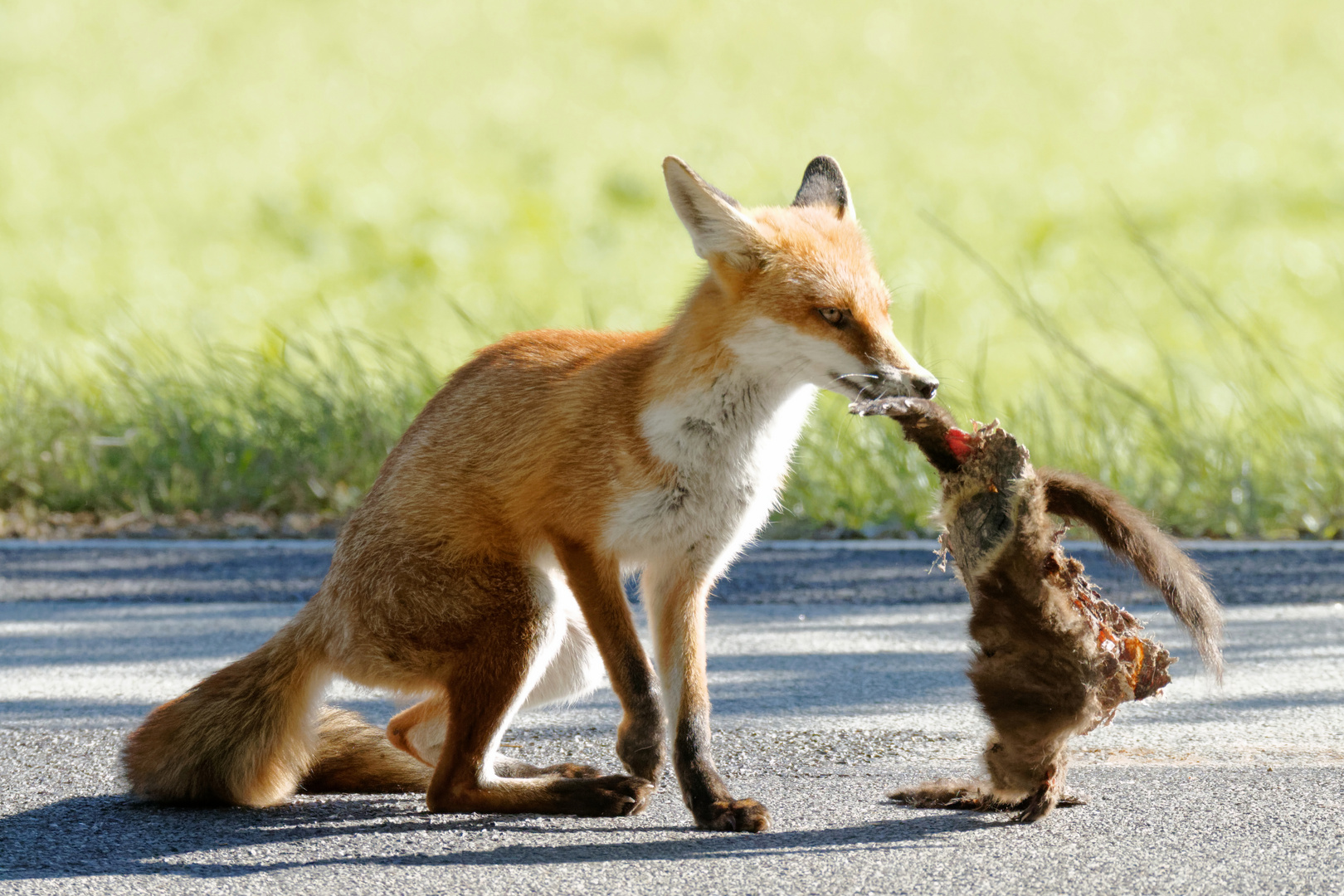 Junger Fuchs ( Vulpes vulpes )  mit " Fast Food" 