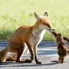 Junger Fuchs ( Vulpes vulpes )  mit " Fast Food" 