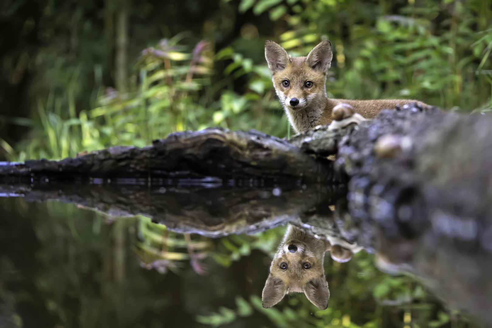 Junger Fuchs zu Besuch