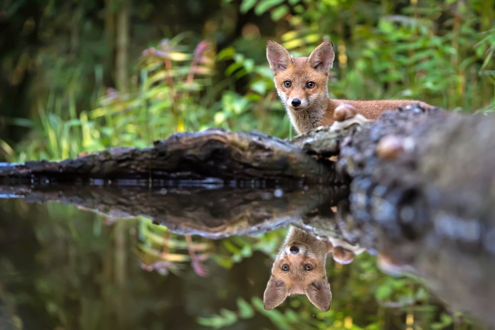 Junger Fuchs zu Besuch