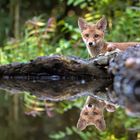 Junger Fuchs zu Besuch
