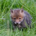 Junger Fuchswelpe im Gras ...