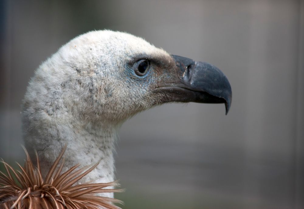 Junger Gänsegeier