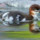 Junger Gänsesäger (Mergus merganser)